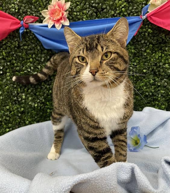 HOMER - Domestic Shorthair available for adoption