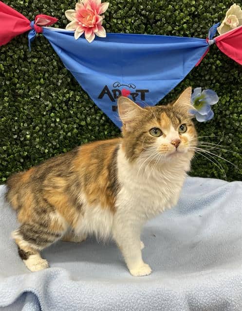 MANDY - Domestic Mediumhair cat available for adoption at Saskatoon Animal Control Agency in Saskatoon