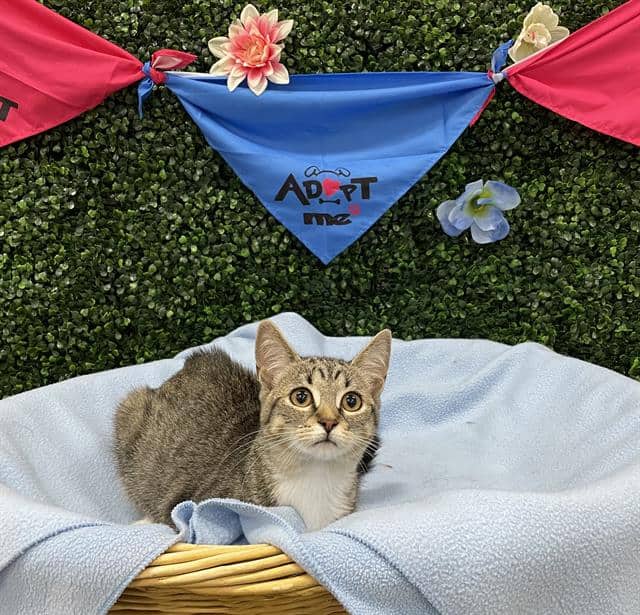 SONNET - Domestic Shorthair available for adoption