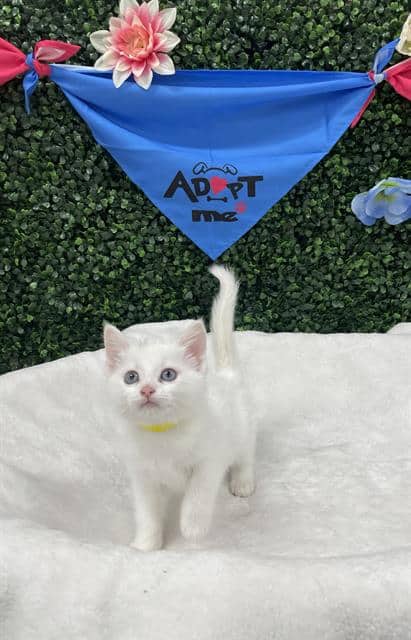 LAGOONA - Domestic Shorthair cat available for adoption at Saskatoon Animal Control Agency in Saskatoon