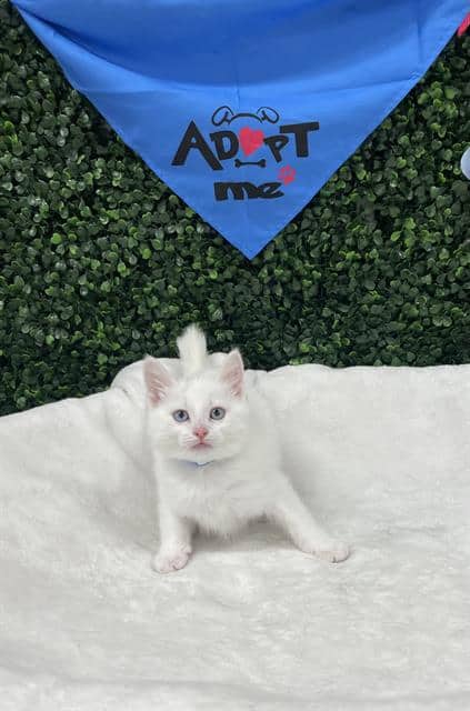 DRACULAURA - Domestic Shorthair available for adoption