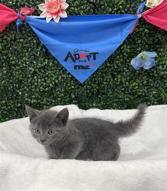 CLAWD - Domestic Shorthair cat available for adoption at Saskatoon Animal Control Agency in Saskatoon