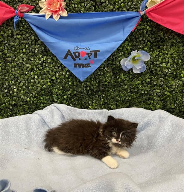 MELANIE - Domestic Shorthair cat available for adoption at Saskatoon Animal Control Agency in Saskatoon