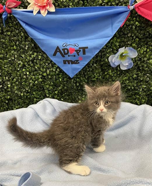 DUST BUNNY - Domestic Mediumhair available for adoption