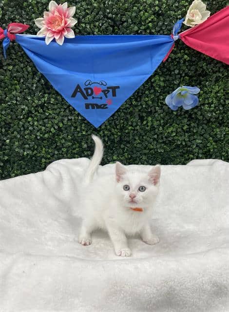 DEUCE - Domestic Shorthair available for adoption