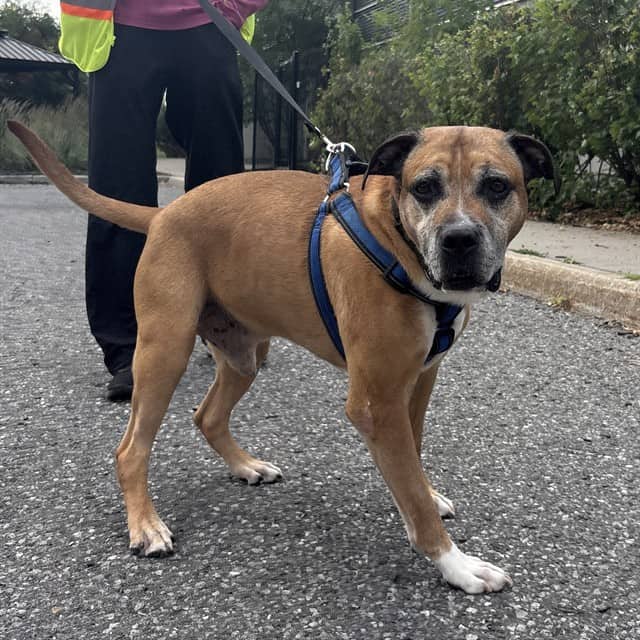 REMINGTON - Boxer mix available for adoption