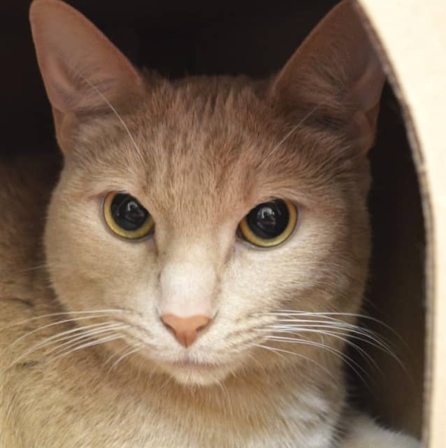 MANDARIN - Domestic Shorthair available for adoption