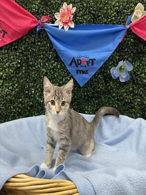 HARLOW - Domestic Shorthair available for adoption