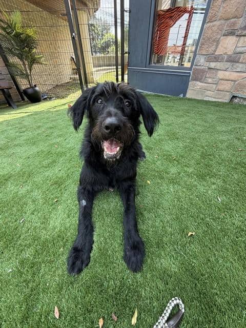 TANK - Labrador Retriever and Poodle - Standard available for adoption at City of Toronto Animal Services in Toronto