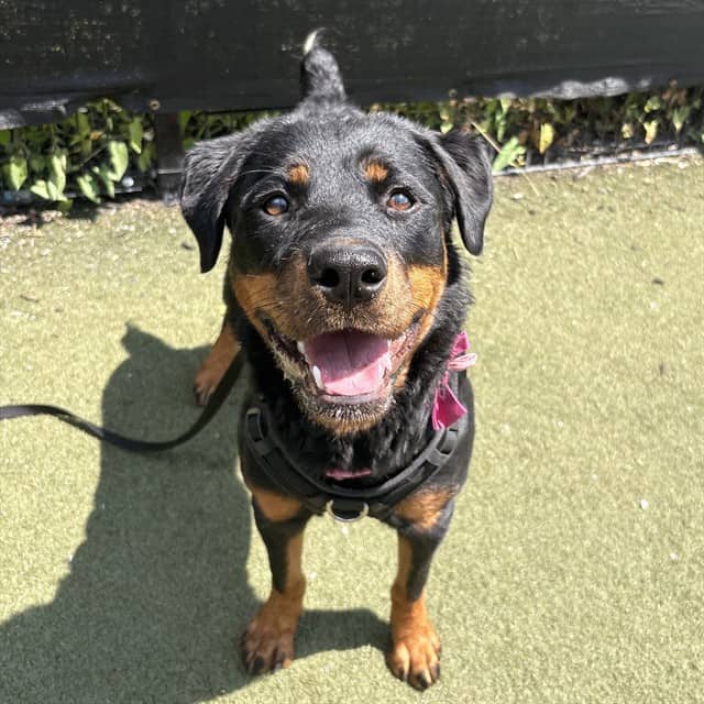 MONKEY - Rottweiler mix available for adoption