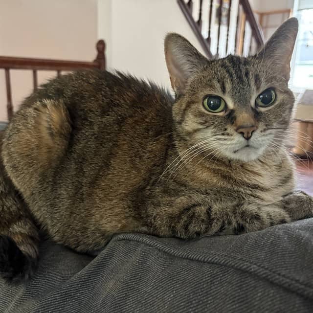 MIN MIN - Domestic Shorthair available for adoption