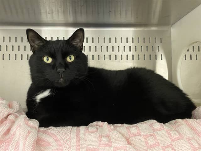 CARLOS - Domestic Shorthair available for adoption