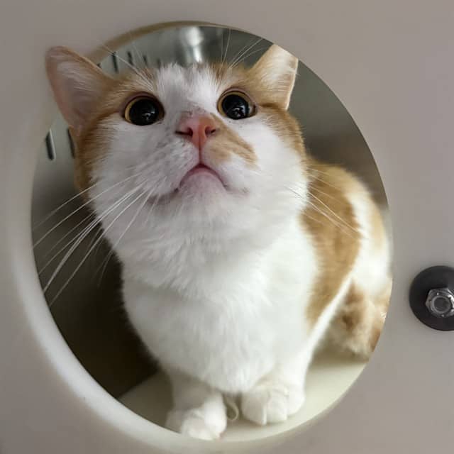 ATLAS - Domestic Shorthair available for adoption