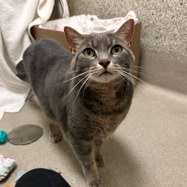 STELLA - Domestic Shorthair available for adoption
