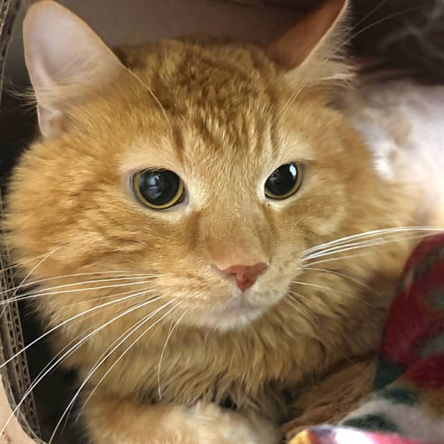 MILO - Domestic Mediumhair available for adoption