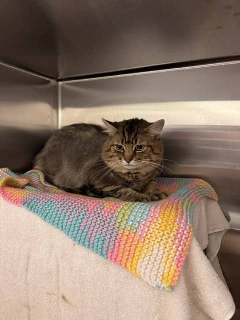 RAGNAR - Domestic Mediumhair available for adoption