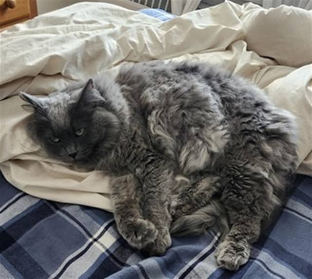 ZEUS - Domestic Mediumhair available for adoption
