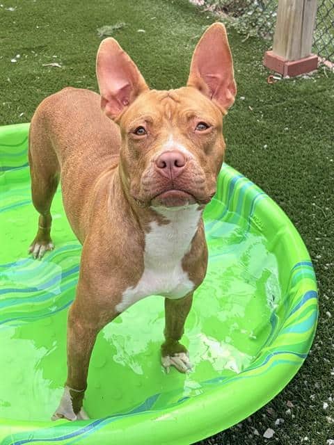 AVERY - American Bulldog mix available for adoption at City of Toronto Animal Services in Toronto