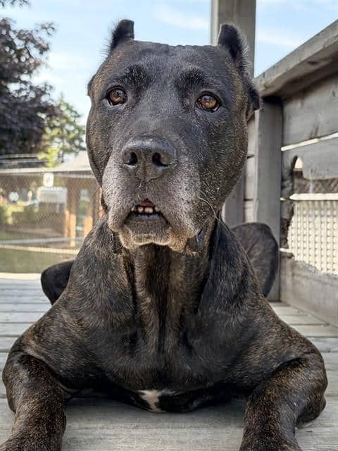 SAVANNAH - Presa Canario available for adoption