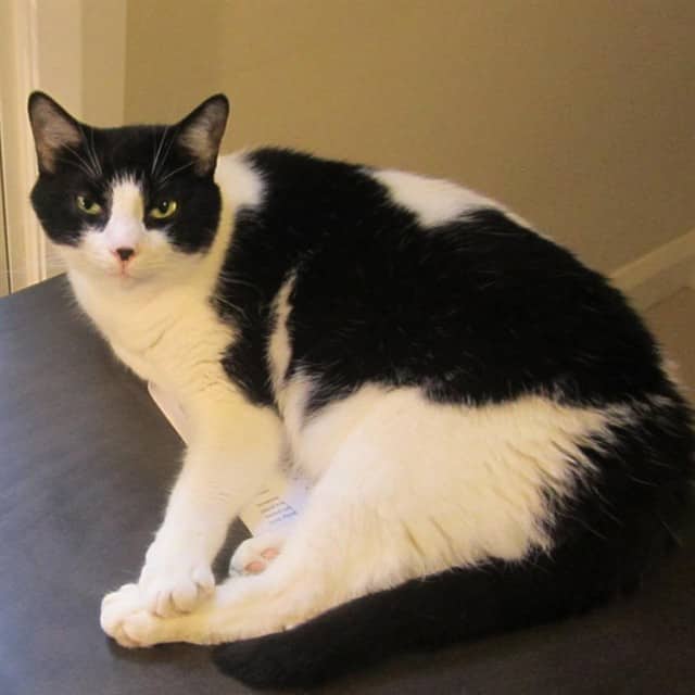 COSMO - Domestic Shorthair available for adoption