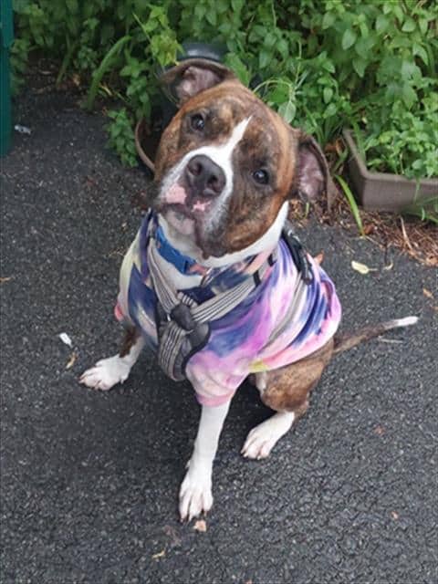 BUBBLE - Boxer mix available for adoption