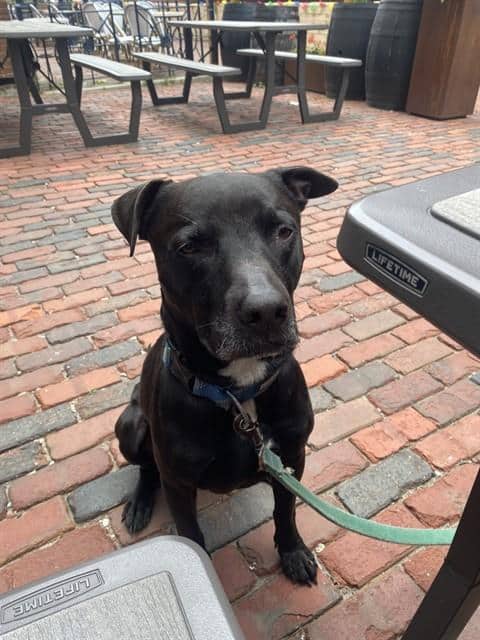 LOKI - Retrver Labradr mix available for adoption