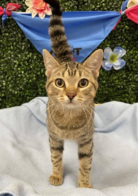 AERO - Domestic Shorthair available for adoption