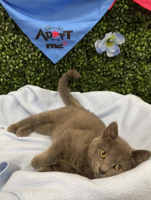 CHRIS - Domestic Shorthair cat available for adoption at Saskatoon Animal Control Agency in Saskatoon