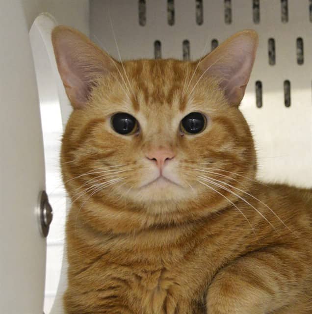 GARFIELD - Domestic Shorthair available for adoption