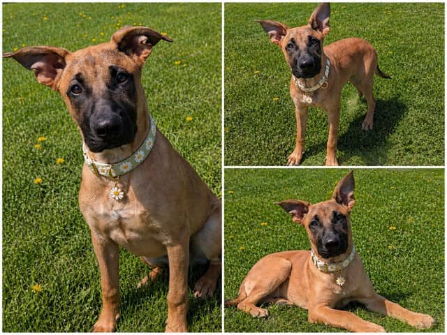 BENNY - Belgian Malinois mix available for adoption