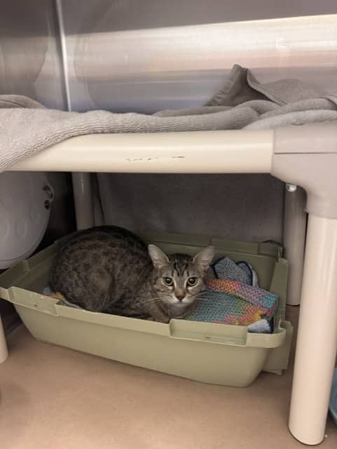 MANDY - Domestic Shorthair available for adoption