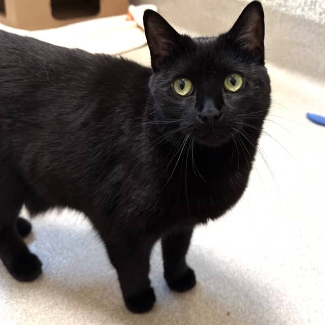 NIKKI - Domestic Shorthair available for adoption