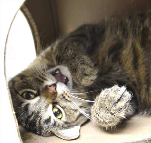 BINKY - Domestic Shorthair cat available for adoption at Ottawa Humane Society in Ottawa
