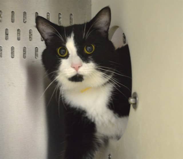 LEO - Domestic Shorthair cat available for adoption at Ottawa Humane Society in Ottawa