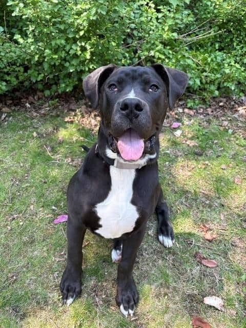 BLAZE - American Bulldog available for adoption