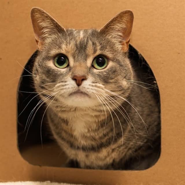 WILEY - Domestic Shorthair available for adoption