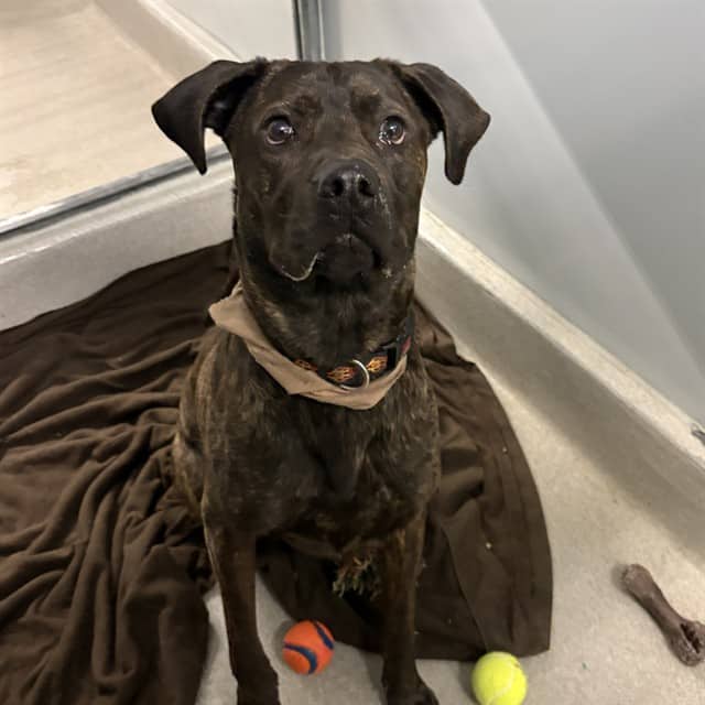 JAG - Cane Corso and Rottweiler available for adoption