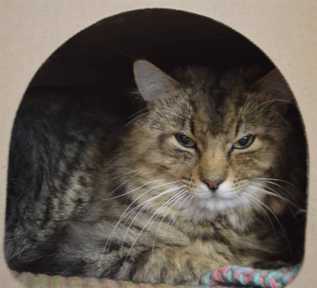 KREGG - Domestic Longhair cat available for adoption at Ottawa Humane Society in Ottawa
