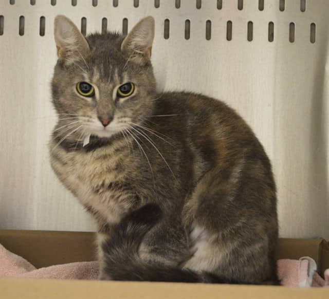 MARIGOLD - Domestic Shorthair cat available for adoption at Ottawa Humane Society in Ottawa