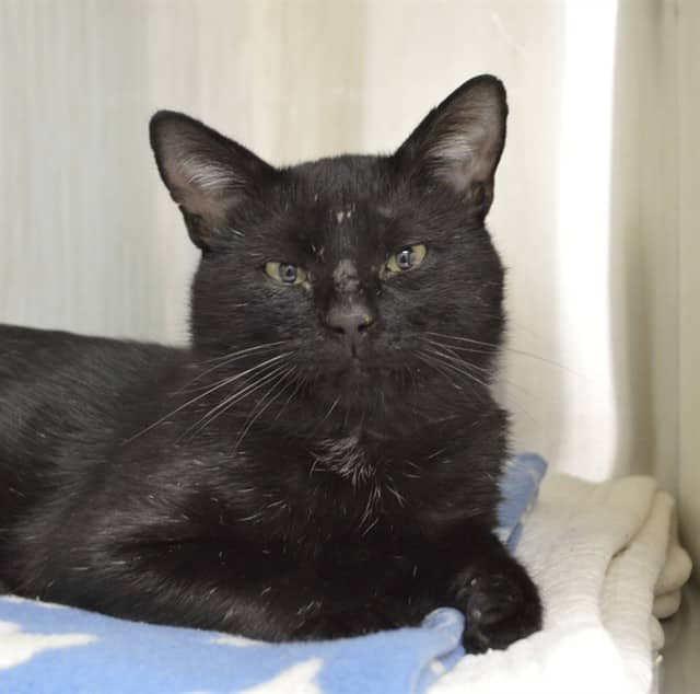 MARCO - Domestic Shorthair cat available for adoption at Ottawa Humane Society in Ottawa