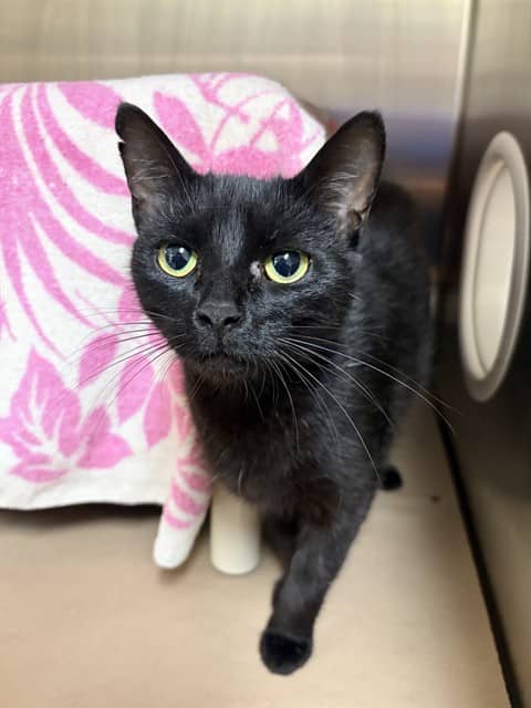 JOJO - Domestic Shorthair cat available for adoption at City of Toronto Animal Services in Toronto