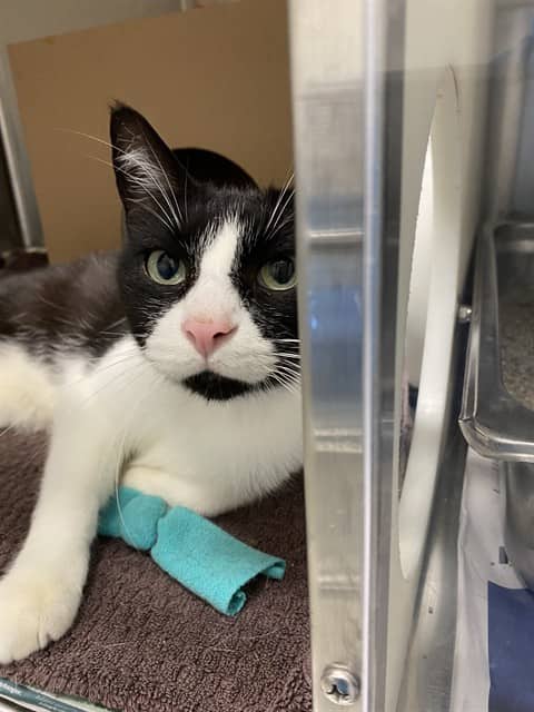 TAZ - Domestic Shorthair cat available for adoption at Ottawa Humane Society in Ottawa