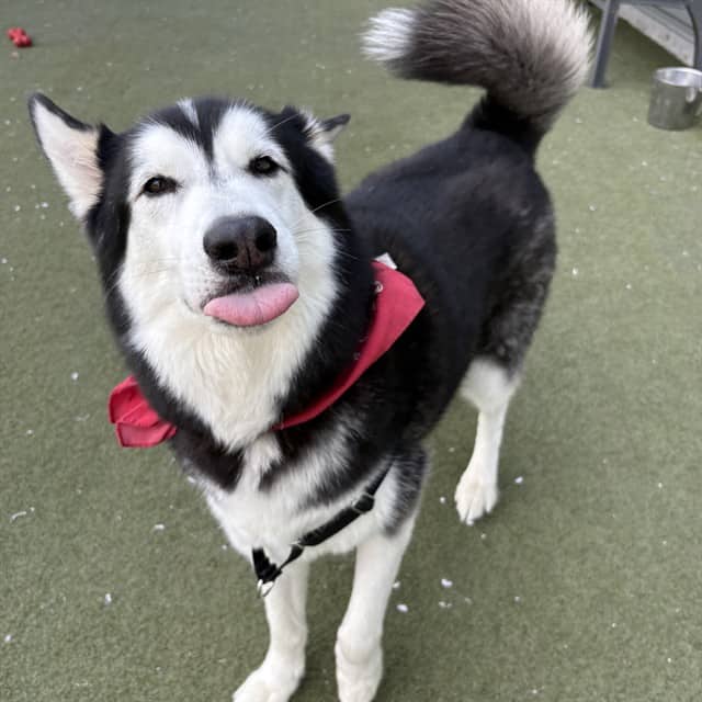 SHASTA - Siberian Husky available for adoption