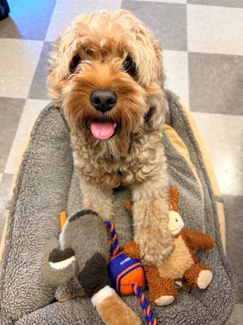 LEO - Cocker Spaniel and Poodle - Miniature available for adoption at City of Toronto Animal Services in Toronto