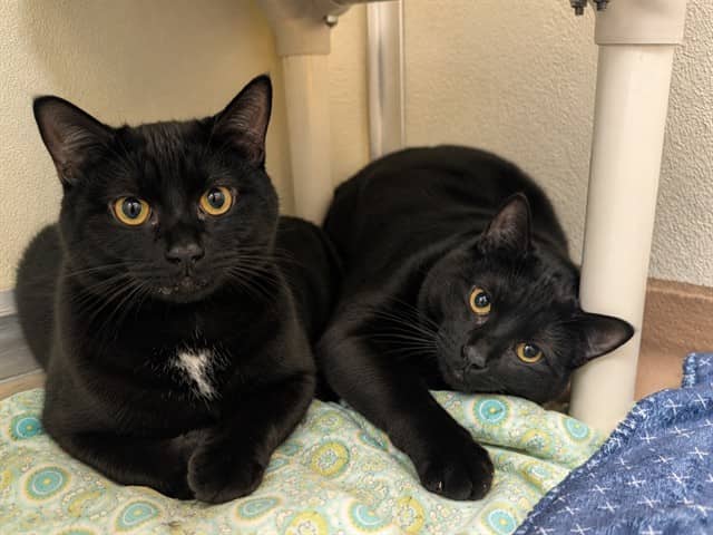 PATOOTIE FLY - Domestic Shorthair available for adoption
