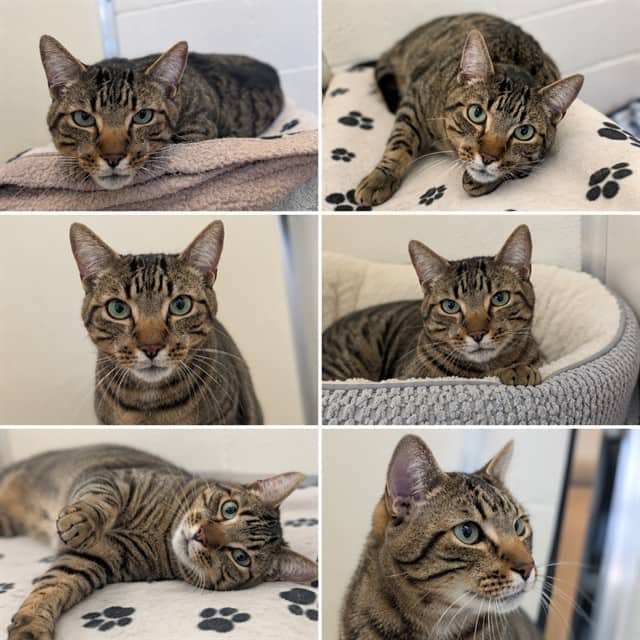 LOUIE - Domestic Shorthair available for adoption