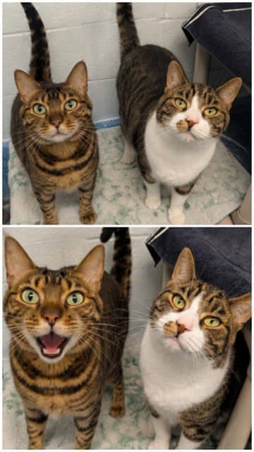 PARKER - Domestic Shorthair available for adoption