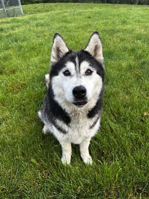 FUJI - Siberian Husky available for adoption at Ottawa Humane Society in Ottawa