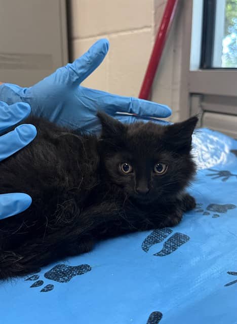 PIP - Domestic Mediumhair cat available for adoption at City of Toronto Animal Services in Toronto
