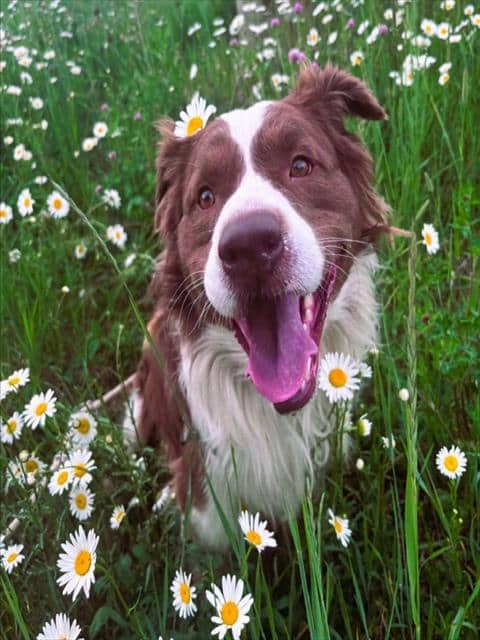 SNOOPY - Australian Shepherd mix available for adoption